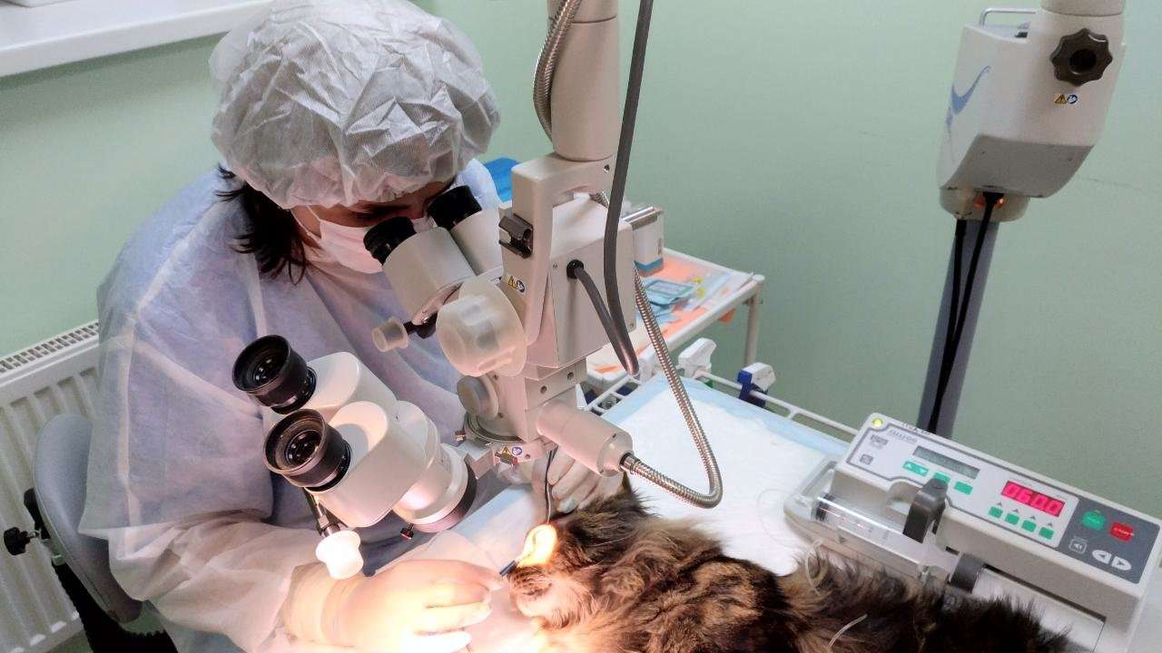 Катаракта операция clinicaspectr ru. Микрохирургия глаза Ветеринария. Микрохирургия глаза операция. Лазерная Микрохирургия глаза. Микрохирургические операции.